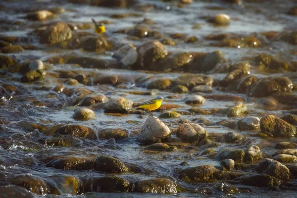Птичий Восточный Желтый Хвост Motacilla Fallutsis Дикой Природе — стоковое фото