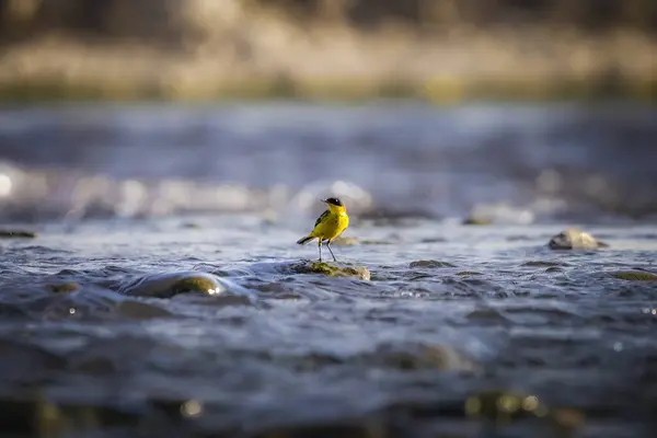 Птичий Восточный Желтый Хвост Motacilla Fallutsis Дикой Природе — стоковое фото
