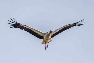 Beyaz leylek kuşu (Ciconia ciconia) uçuşta