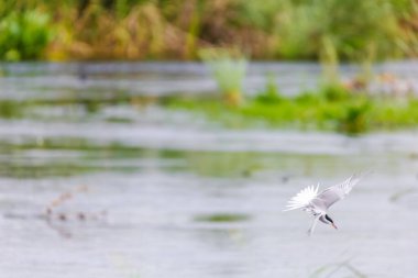 Vahşi doğada yaygın olarak görülen deniz feneri kuşu (Sterna hirundo)