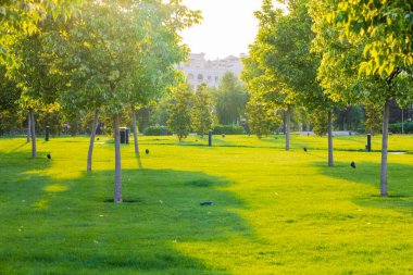 Şehir parkının güzel arka plan manzarası