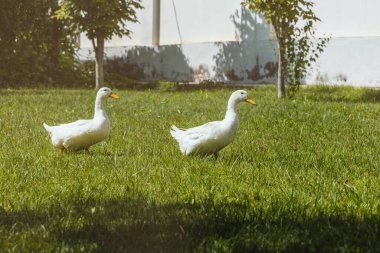 Değerli eti olan ve besin kaynağı ördek olan kümes hayvanları. Evcil ördekler.