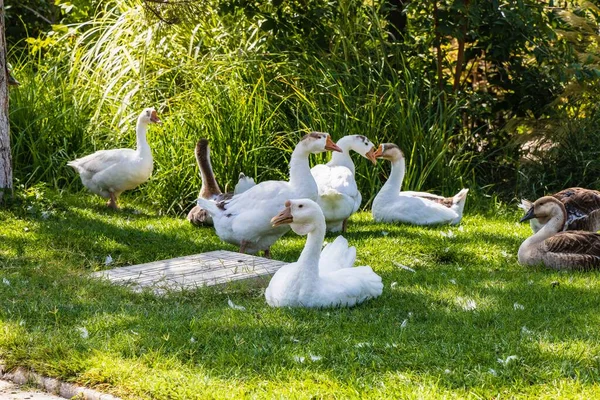 Değerli etli kümes hayvanları ve besin kaynağı Kaz. Serbest tarım kazları.