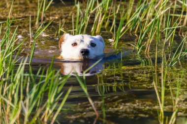 Vahşi doğada köpek yetiştiricisi Jack Russell Terrier