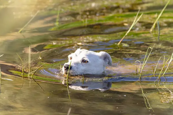 stock image Dog breed Jack Russell Terrier in nature in the wild