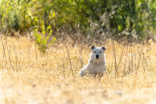 Vahşi doğada köpek yetiştiricisi Jack Russell Terrier