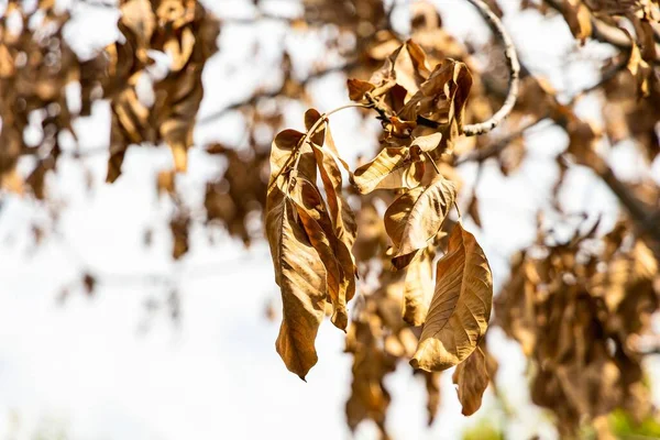 가지가 노란색과 갈색의 활기찬 색조로 살아서 가을에 자연의 매혹적인 아름다움을 — 스톡 사진