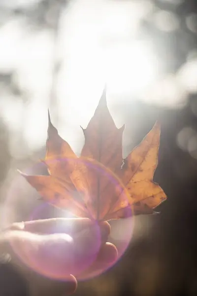 Натуральная Заставка Фон Осенней Тематикой Сезонными Красками — стоковое фото