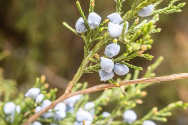 Fotoğraf: Green Juniper Doğal tıp ve baharat.