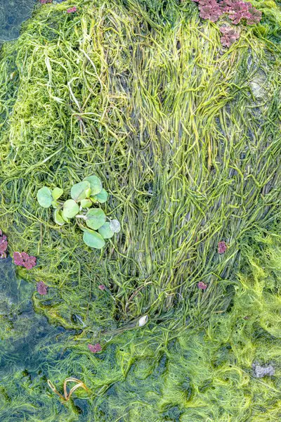 Natural texture in nature with natural plant surface of marsh grass and spirulina