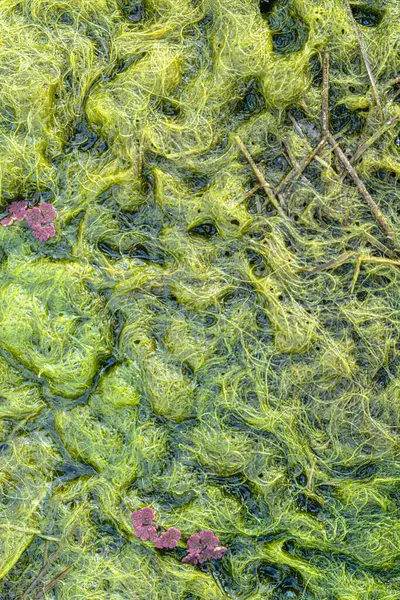 Natural texture in nature with natural plant surface of marsh grass and spirulina