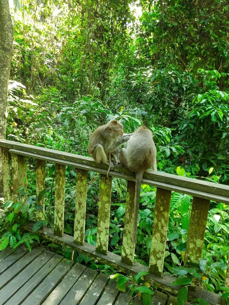 Maymun ormanlarında kene arayan iki maymun, Bali, Endonezya