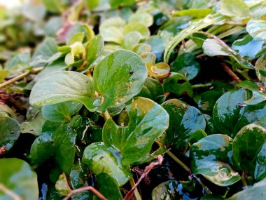 Green forest plants with dew drops