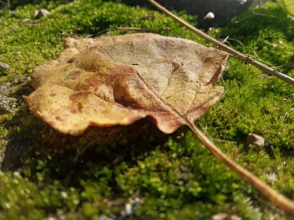    Makro fotoğrafçılıkta sonbahar yaprağı. 