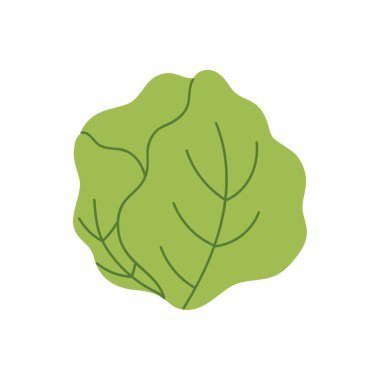 Sağlıklı vitamin salatası çizimi yapmak için buzdağı marulu, yapraklı yeşil sebze.