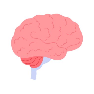 İnsan beyni, merkezi sinir sistemi çiziminin işlevini ve yapısını incelemek için tıbbi çizelge