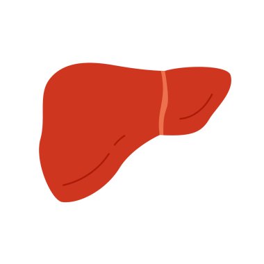 İnsan karaciğeri, sindirim sisteminin iç organı, basit tıbbi grafik çizelgesi çizimi