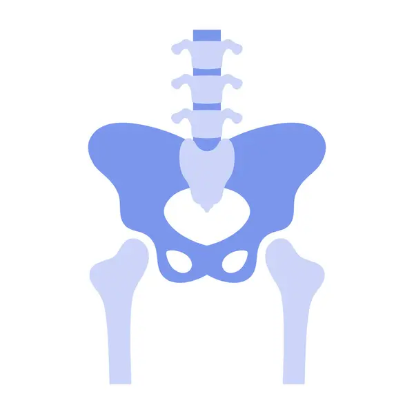 Human Hip Joint Simple Anatomical Presentation Pelvic Bones Vector Illustration — Stock Vector
