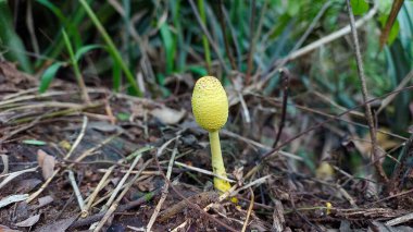 Çimenli arka planı olan yaşlı bir ağaçta yetişen sarı mantarlar.