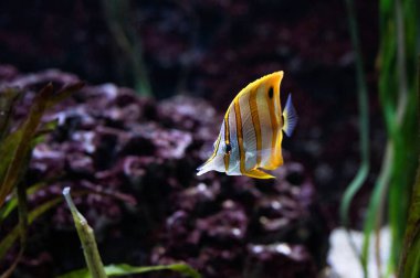 Bakır bant kelebeği ya da gagalı mercan balığı. Deniz bitkileri arasında yüzen beyaz ve sarı çizgili.