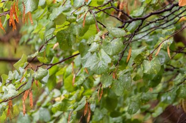 Şiddetli bir yaz fırtınasının yağmuru yapraklı ağaç dallarının yeşil yapraklarına düşüyor.
