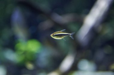 Neon Kara Tetra (Hyphessobrycon herbertaxelrodi) tatlı suda yüzen gümüş renkli