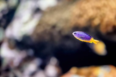 Yarı mavi papatya, Chrysiptera hemisiyanea, resifin yanında yüzen sarı bir göbek