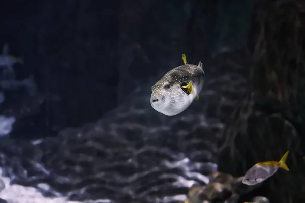White-spotted Drum, Painted Boat or White-spotted Pufferfish (Arothron hispidus Linnaeus) swimming in an aquarium near some rocks