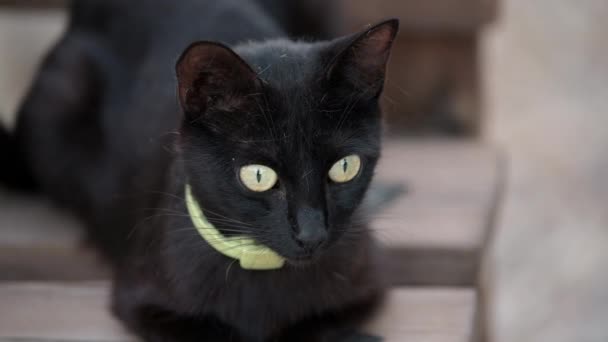 Video Einer Schwarzen Hauskatze Mit Flohkragen Die Auf Einem Stuhl — Stockvideo