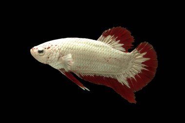 betta splendens dragon platinum kırmızı erkek kısa kuyruklu balıklar siyah arka planda