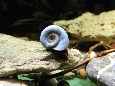 Salyangoz Planorbella duryi akvaryumda bir taş üzerinde, güzel mavi bir salyangoz
