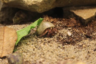 Keşiş yengeci Coenobita sp. Teraryumda, taşın üstünde.