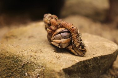 Keşiş yengeci Coenobita sp. Teraryumda, taşın üstünde.