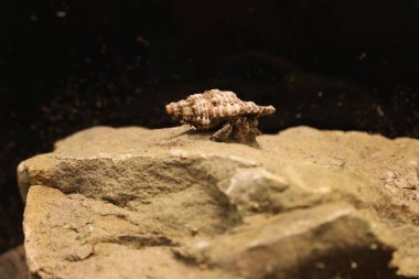 Keşiş yengeci Coenobita sp. Teraryumda, taşın üstünde.