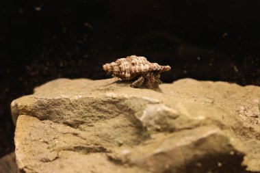 Hermit Crab Coenobita sp. in the Terrarium on stone clipart