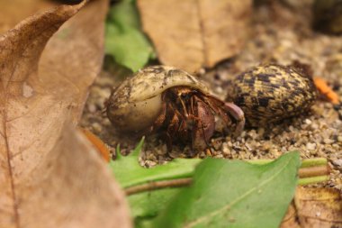 Keşiş yengeci Coenobita sp. Teraryumda, taşın üstünde.