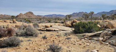 Joshua Tree Ulusal Parkı 'nda bulaşıcı bir vahşi ortam vardır..