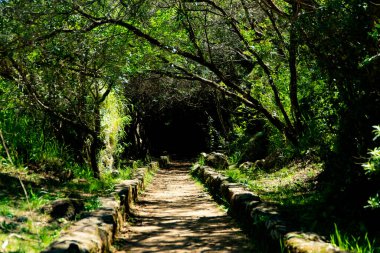 Pan de Azucar 'daki orman tüneli