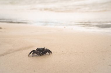 Sahilde küçük bir yengeç