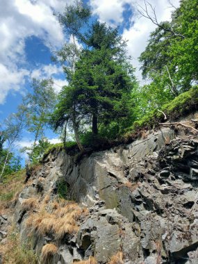 Bir ağaç bir kayanın üzerinde
