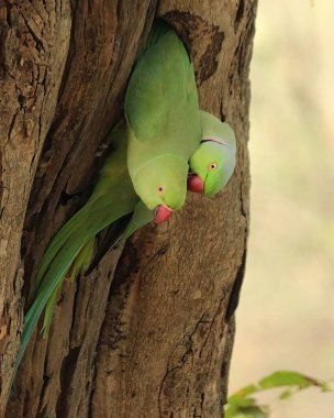 Bir çift güzel gül kanatlı muhabbet kuşu, boynundaki gül yüzüğüyle birlikte yeşil renkli, dairesel beyaz bir yamaya yerleştirilmiş güzel siyah gözler, yuvarlak bant etrafında kırmızı bir halka ve yuvalarından fırlayan uzun yeşil kuyruk, 