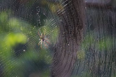 Nephila Pilipes / Kuzey Altın Küre / Dev Altın Küre Weaver adındaki örümceğin, masum avını yakalamak için yarattığı kocaman, yapışkan ve karmaşık bir ağ.,