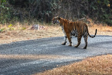 Güçlü bir Kraliyet Bengal kaplanı orman yolunda avını tarar doğal orman ortamındaki doğal güzelliği, gücü ve yoğunluğu yakalar..