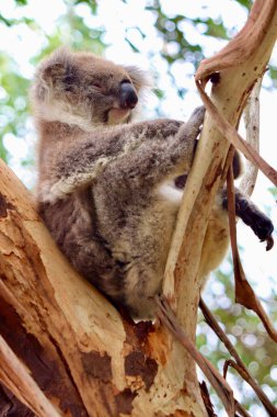 Koala ağaçta oturuyor.