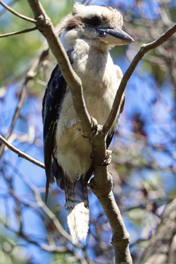 Doğayla iç içe güzel bir kuş manzarası
