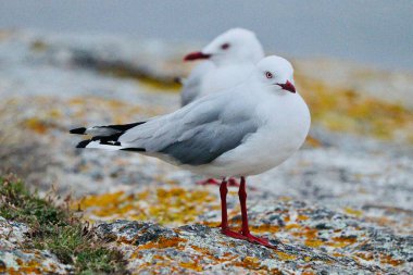 Güzel liman kuşlarının manzarası