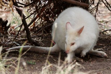Bahçedeki beyaz tavşan.