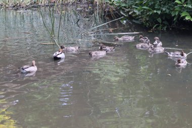 Ördekler gölde yüzüyor.