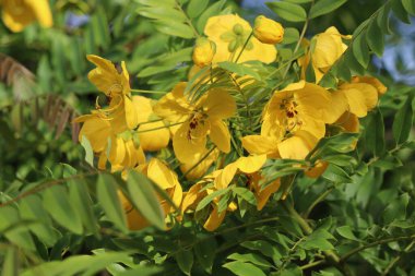 Parktaki güzel çiçekler.