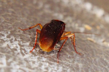 Beyaz arka planda ölü bir böceğin yakın plan fotoğrafı.
